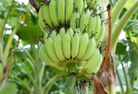 কাঁচকলার যত উপকারিতা