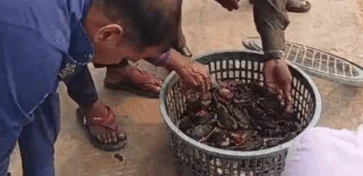 নিষেধাজ্ঞা অমান্য করে কাঁকড়া শিকার