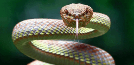 বিশ্বের সবচেয়ে বিষধর ৬ সাপ চিনে রাখুন