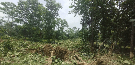 জাহাঙ্গীরনগর বিশ্ববিদ্যালয়ে আবারও উপড়ে ফেলা হলো অর্ধশতাধিক গাছ