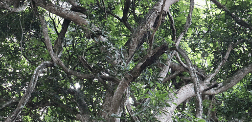 লতার মতো জড়িয়ে থাকা শত বছরের পুরোনো গাছ