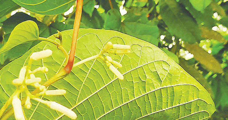 বনিপদের দেখা পেলাম